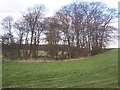 Copse protecting Chapel of St Blaise