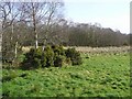 Cloghfin Townland