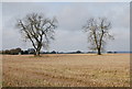 Two trees in a stubble field