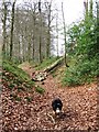 Cholesbury Camp ? Main Ditch with fallen tree