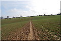 Footpath across a chalk field