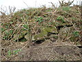 Rabbit holes in a Cornish Hedge