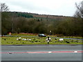 Free range sheep at Cannop Crossroads