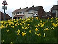 Daffodils, Hospital Road, Omagh