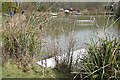 Pond at Winkworth Park