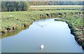 Swans on Merlin