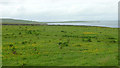 Field above Gorehouse, Rousay