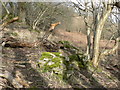 Fallen boughs, moss covered rock and a patch of bracken at Cwm Afon.