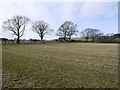 NT9912 : Stubble field west of Prendwick by Andrew Curtis