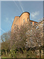 Harrington Mill and Cherry Blossom