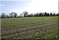 A muddy field of winter wheat, East Worldham