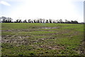 SU7437 : A muddy field of winter wheat, East Worldham (2) by N Chadwick