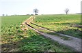 Footpath heading North, Bradwell