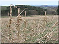 NU0022 : Corn field near Ilderton by ian shiell