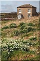 Snowdrops in the South West Corner of the Old Racecourse