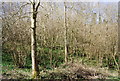 Coppiced woodland on the Greensand escarpment