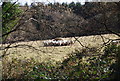 A flock of sheep feeding on hay