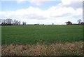 Large Wheat Field