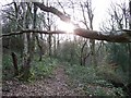 Late Sun Through The Trees, near Red brook