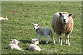 Ewe and Lamb in a Field near Belleisle