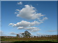 Lane, verge, hedge and trees