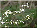 Flowering shrub alongside Arnold Road