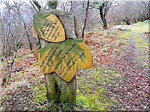 NH5634 : Pathside poetry in Abriachan Woods by sylvia duckworth