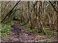 Muddy track through the woods