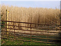 Footpath through bio-fuel field [1]