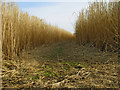 Footpath through bio-fuel field [2]