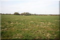 Grazing Land With Small Pond