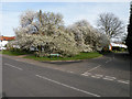 Springtime on Tunbridge Close