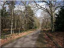 SK6376 : Track through Hardwick Wood, Clumber Park by Tim Heaton