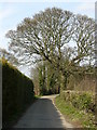 View Along Telegraph Track, Woodcote