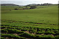 Grazing land at Llangrove