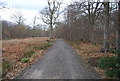 TR1060 : Path through Blean Wood (2) by N Chadwick