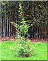 Young Oak tree, Honeywell College