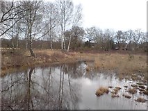 SU8255 : Pond, Ancells Farm Nature Reserve by Rich Tea