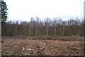 TR1363 : Felled forest, Clowes Wood by N Chadwick