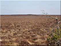 NH9236 : Fence crossing moorland near 320 top by Sarah McGuire