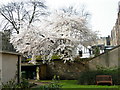 Cherry Tree in full spring flower, viewed from Saltoun Street