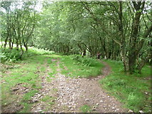 SS8942 : Dunkery Hill : Footpath by Lewis Clarke