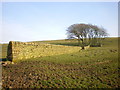 Wall, near Spen Brook