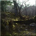 NN1387 : Mixed woodland, Glen Mallie by Luke Oldale