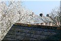 Treetops and Rooftops