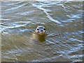 NK0024 : Newburgh: young grey seal at the mouth of the River Ythan by Martyn Gorman