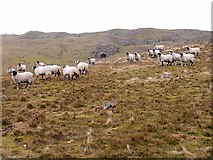 NY5946 : Sheep and lime kiln at Clint Quarries by Oliver Dixon