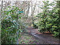 Footpath at Wick Hill