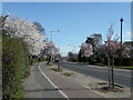 Spring blossom on Milton Road