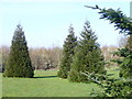 Specimen Trees, Onslow Arboretum